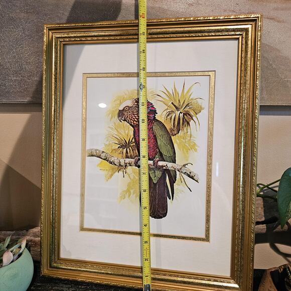 1978 William T Cooper Hawk Headed Parrot Illustration In Vintage Frame - Picture 3 of 4
